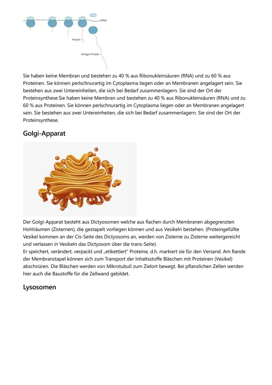 # Themen

- Kennzeichen des Lebens
- Zellorganellen
- Vergleich Zelltypen
- Endosymbiontentheorie
- Zellmembran

# Kennzeichen des Lebens

-