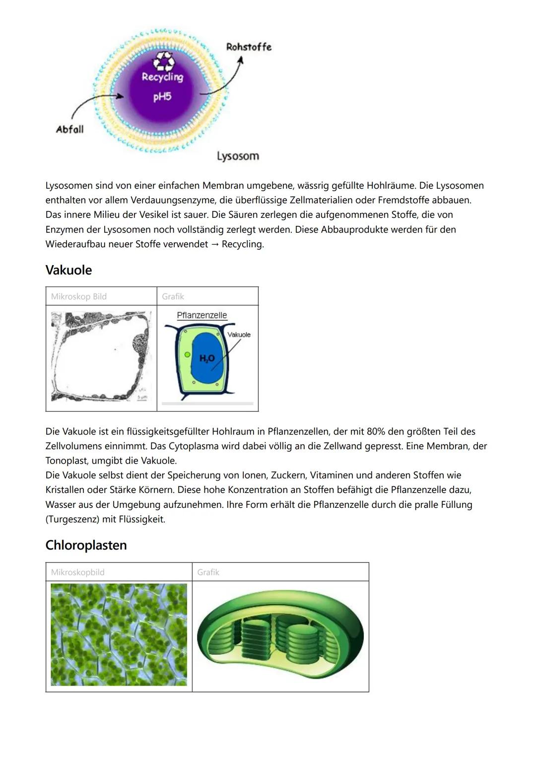 # Themen

- Kennzeichen des Lebens
- Zellorganellen
- Vergleich Zelltypen
- Endosymbiontentheorie
- Zellmembran

# Kennzeichen des Lebens

-