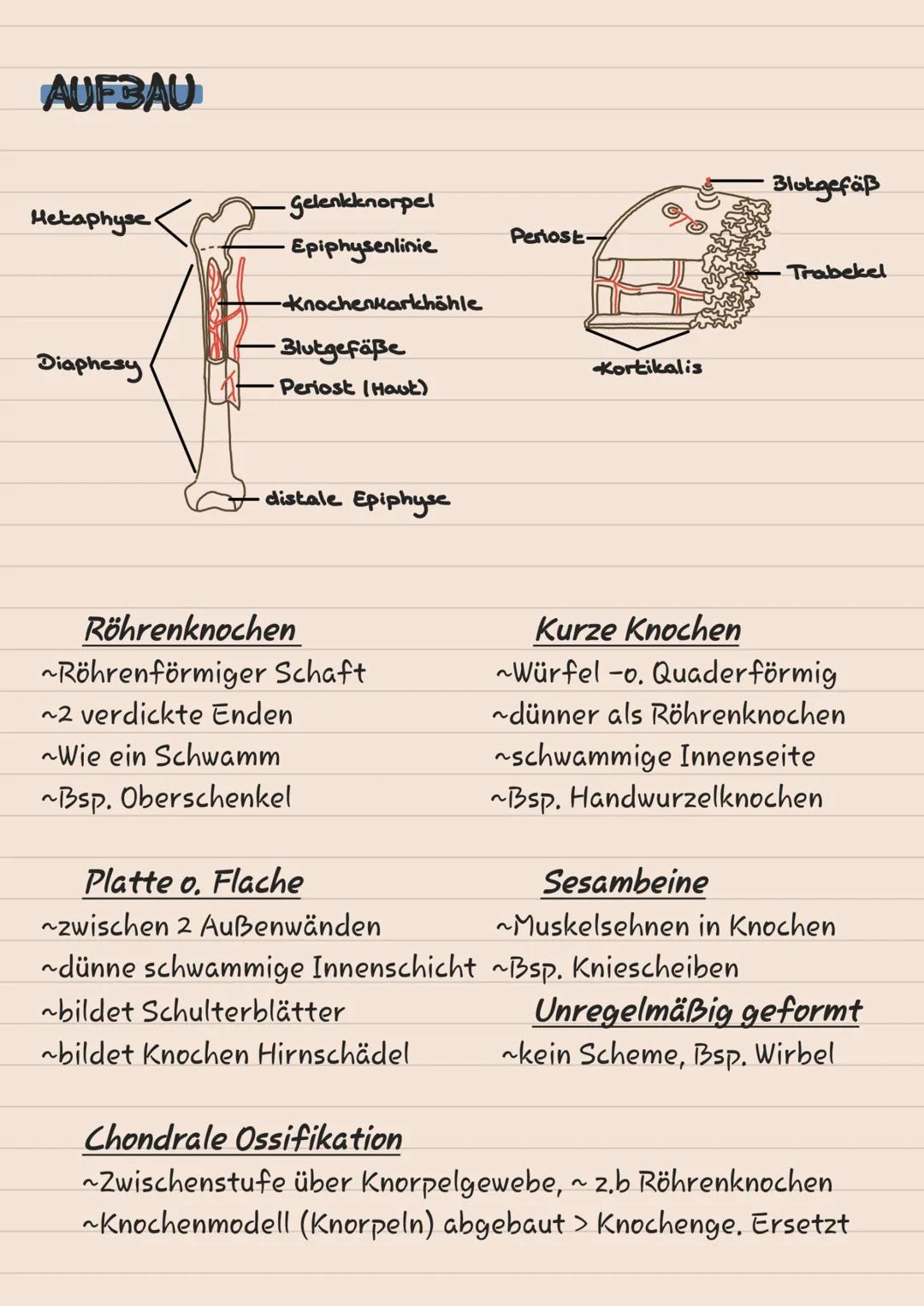 # KNOCHEN

# SKELETT

1 Scheitelbein (Os paritale)

2 Stimbein (os frontale)

3 Jochbein (Os Zygomaticuul

4 Unterkiefer (Mandibulal

5 Ober