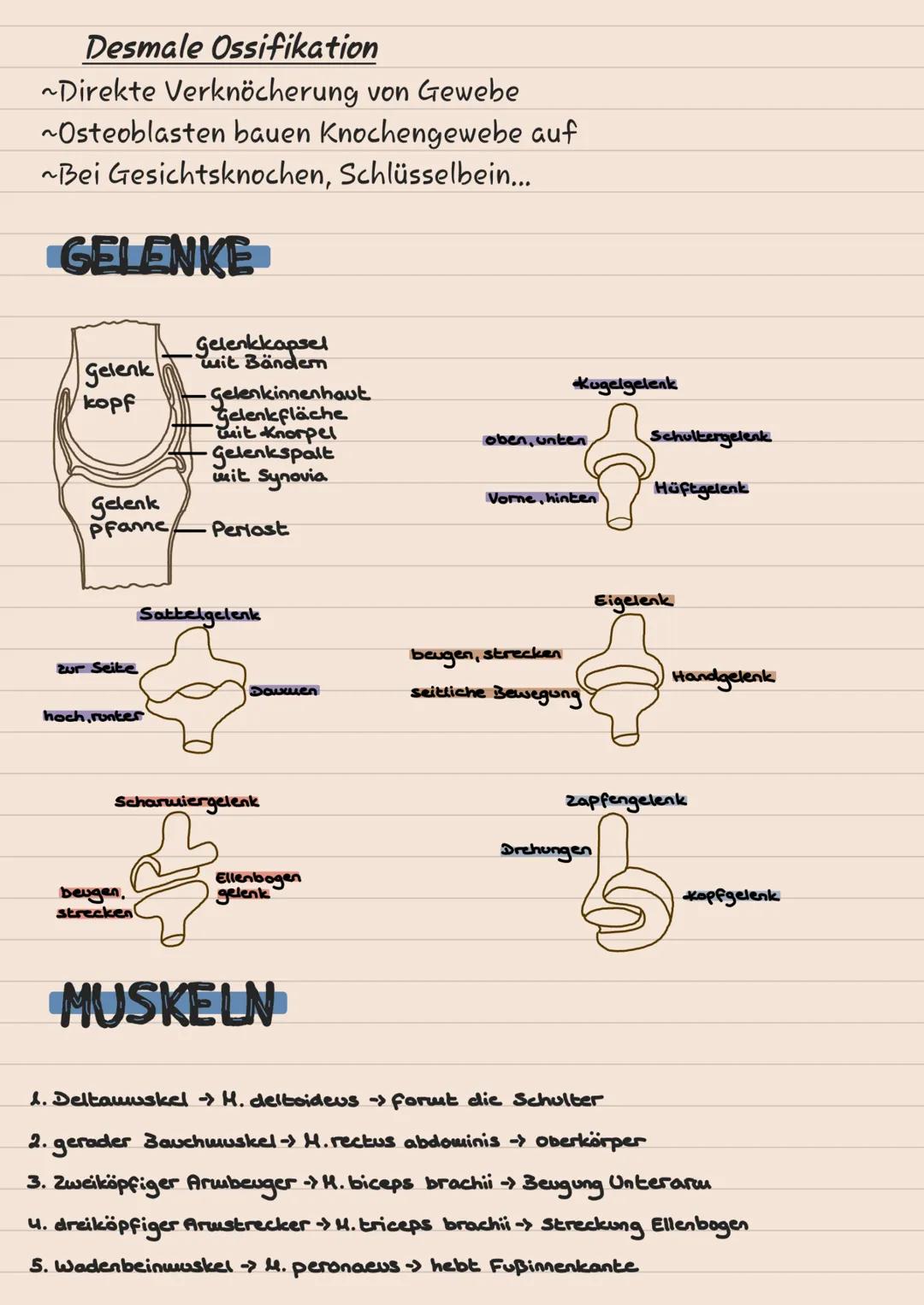 # KNOCHEN

# SKELETT

1 Scheitelbein (Os paritale)

2 Stimbein (os frontale)

3 Jochbein (Os Zygomaticuul

4 Unterkiefer (Mandibulal

5 Ober