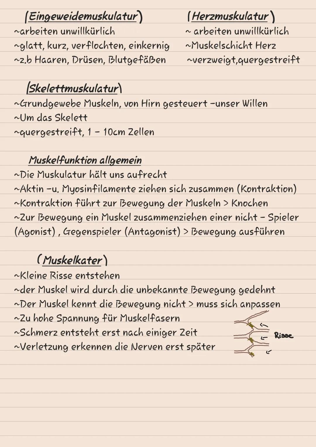 # KNOCHEN

# SKELETT

1 Scheitelbein (Os paritale)

2 Stimbein (os frontale)

3 Jochbein (Os Zygomaticuul

4 Unterkiefer (Mandibulal

5 Ober