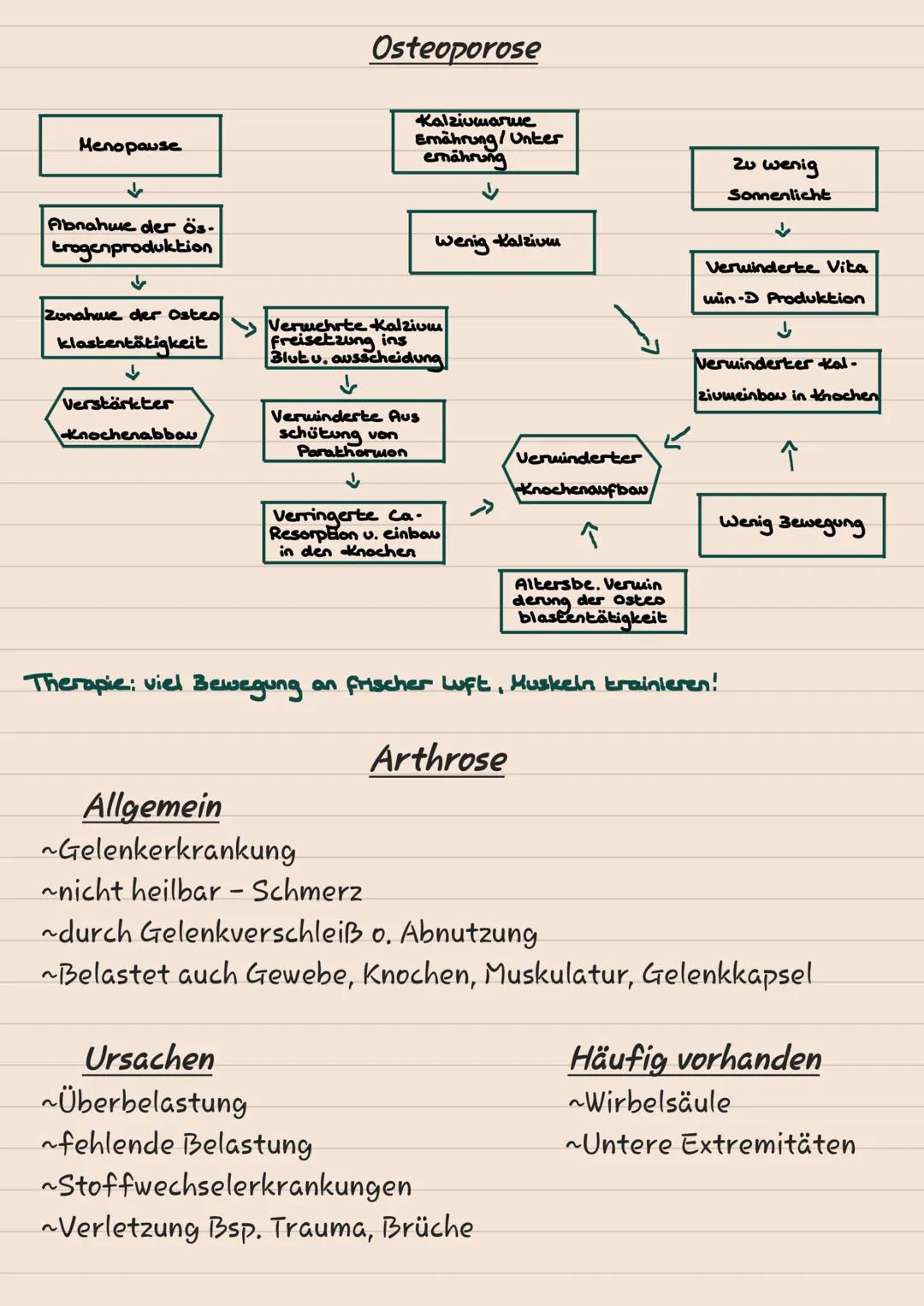 # KNOCHEN

# SKELETT

1 Scheitelbein (Os paritale)

2 Stimbein (os frontale)

3 Jochbein (Os Zygomaticuul

4 Unterkiefer (Mandibulal

5 Ober
