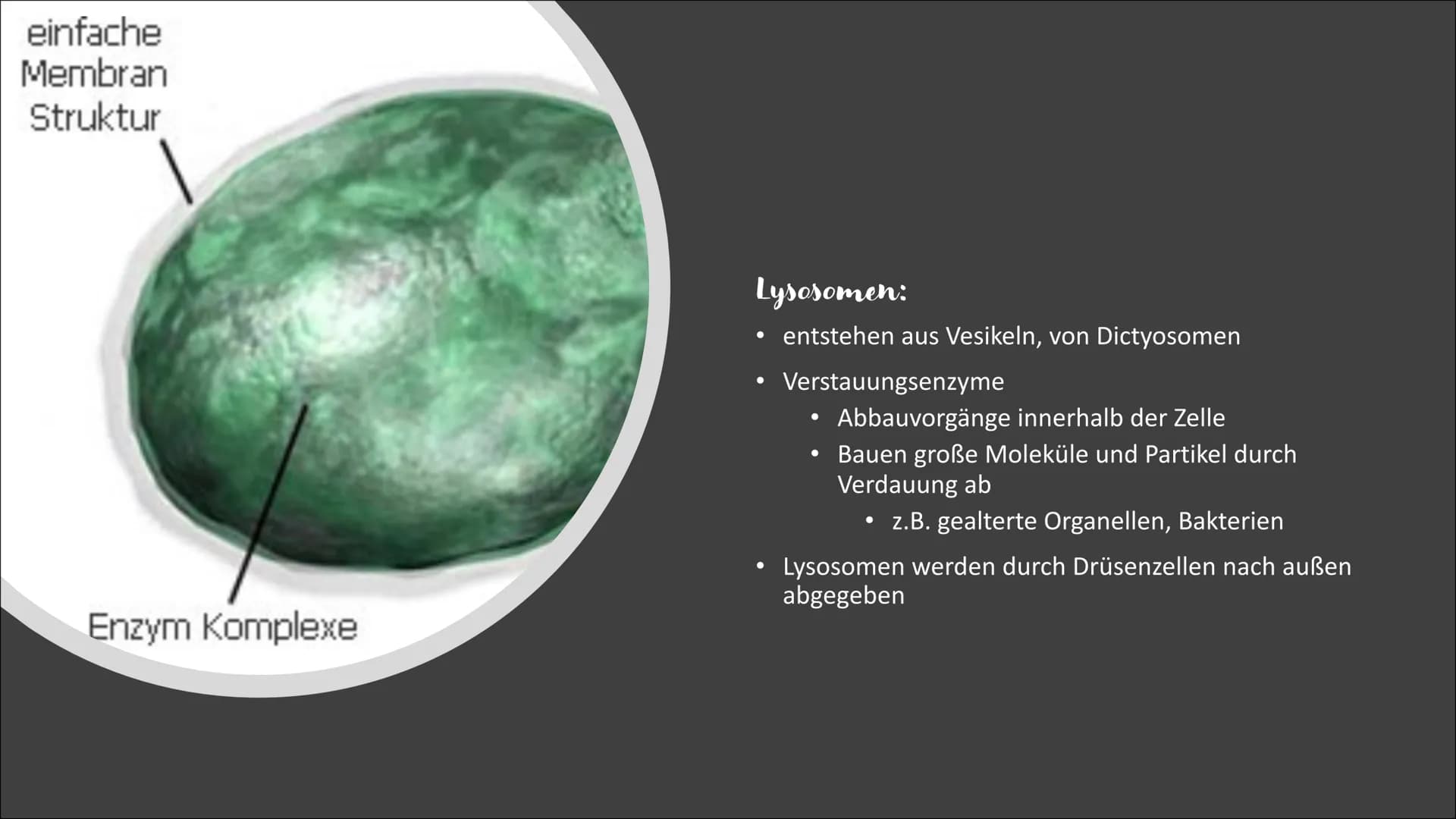 Vesikel, Vakuolen und
Mikrotubuli
VON: MARISA DICKE Gliederung
1.
Vesikel
1. Allgemeine Informationen
2.
3.
Aufbau
Aufgaben und Funktion
Lys