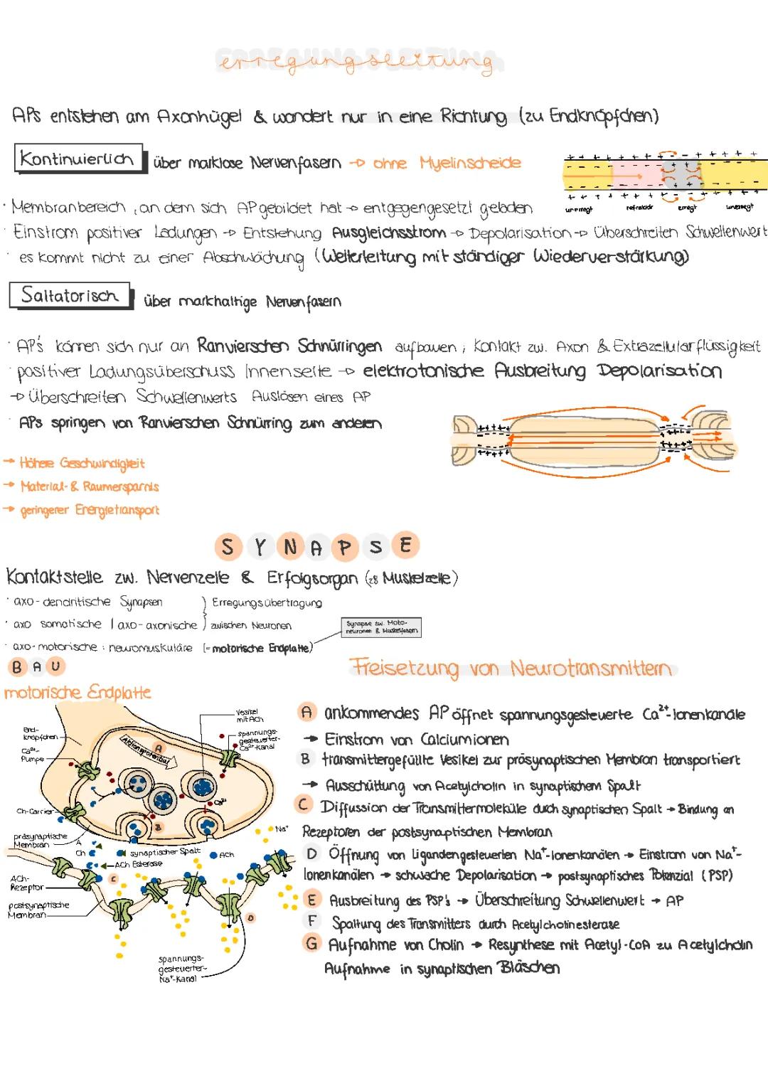 Erregungsleitung Nervenzelle einfach erklärt – Saltatorisch, Kontinuierlich & Synapse