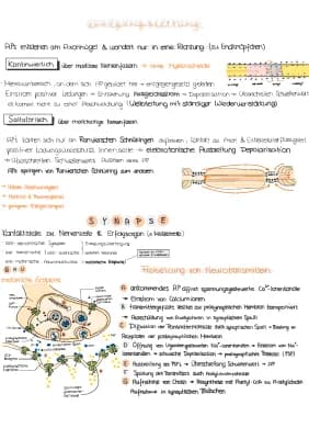 Know Erregungsleitung & Synapse thumbnail