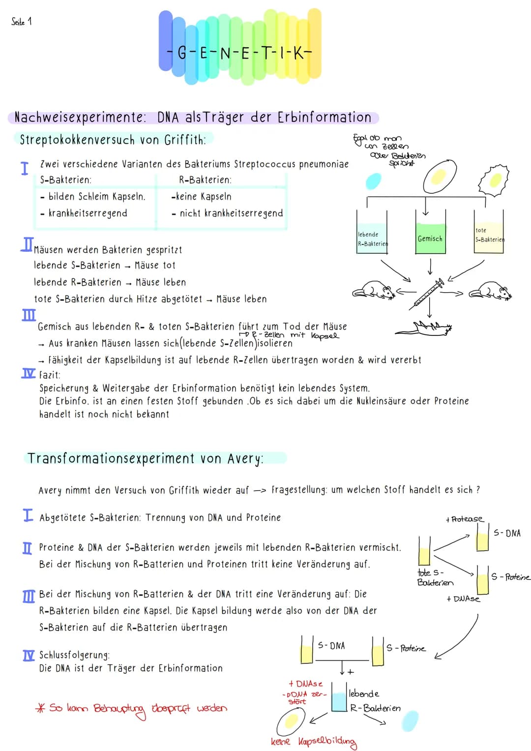Seite 1
G-E-N-E-T-I-K-
E-N-1
Nachweisexperimente:
Streptokokkenversuch von Griffith:
I
Zwei verschiedene Varianten des Bakteriums Streptococ