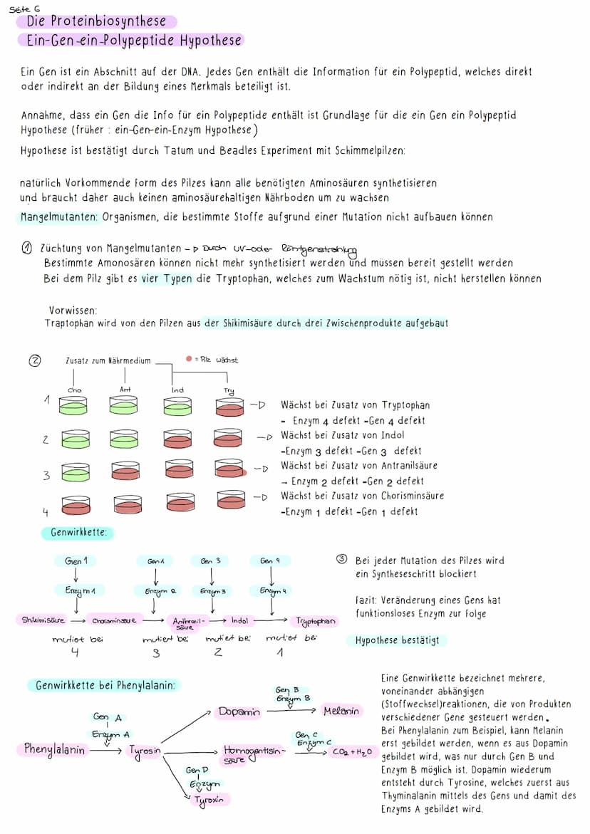 Seite 1
G-E-N-E-T-I-K-
E-N-1
Nachweisexperimente:
Streptokokkenversuch von Griffith:
I
Zwei verschiedene Varianten des Bakteriums Streptococ