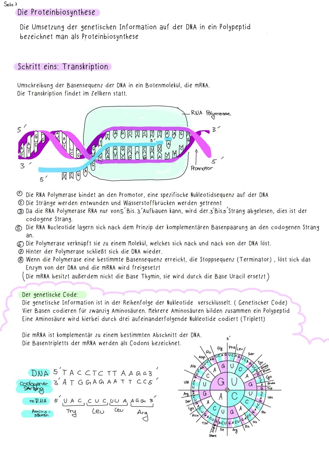 Seite 1
G-E-N-E-T-I-K-
E-N-1
Nachweisexperimente:
Streptokokkenversuch von Griffith:
I
Zwei verschiedene Varianten des Bakteriums Streptococ