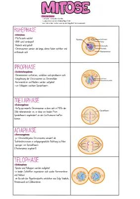 Know Mitose & Meiose thumbnail