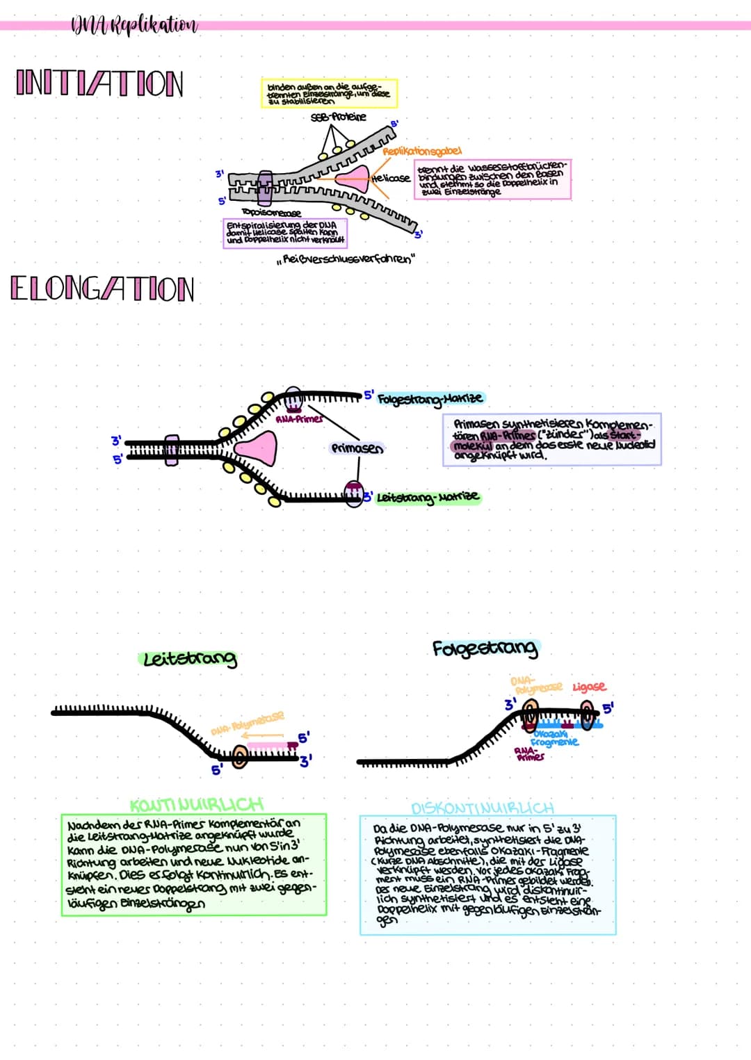 OMA Replikation
INITIATION
ELONGATION
Mi
binden außen an die aufge-
trennten Einselstrange, um diese
zu stabilisieren
SSB-Proteine
wi>
Leits