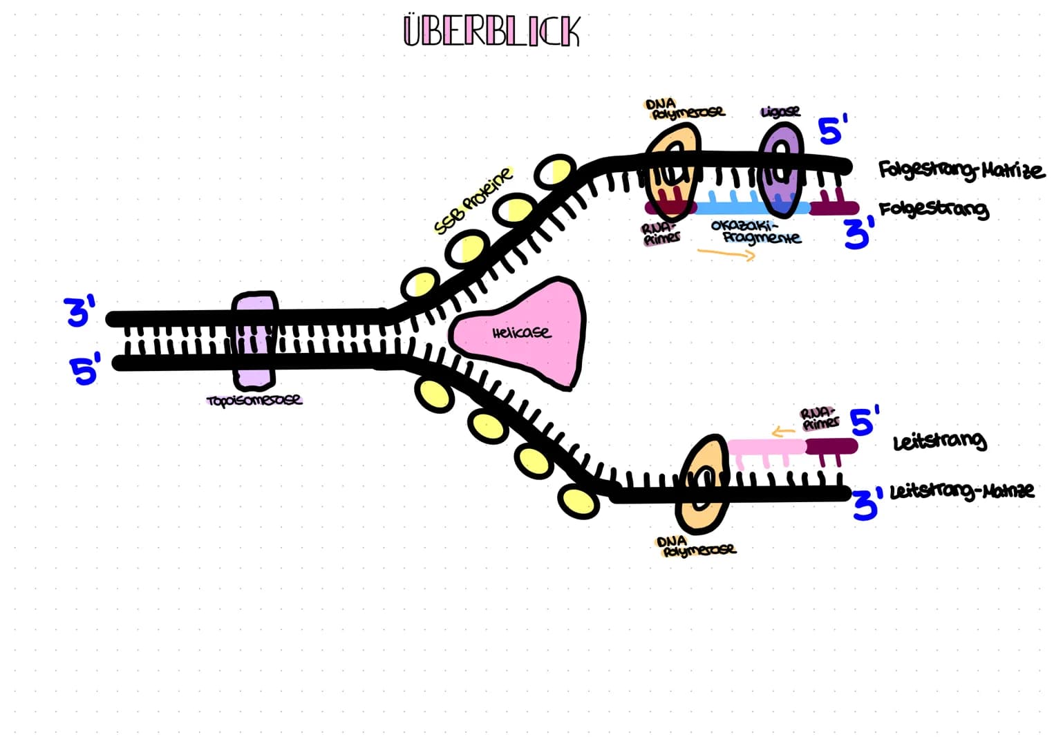 OMA Replikation
INITIATION
ELONGATION
Mi
binden außen an die aufge-
trennten Einselstrange, um diese
zu stabilisieren
SSB-Proteine
wi>
Leits