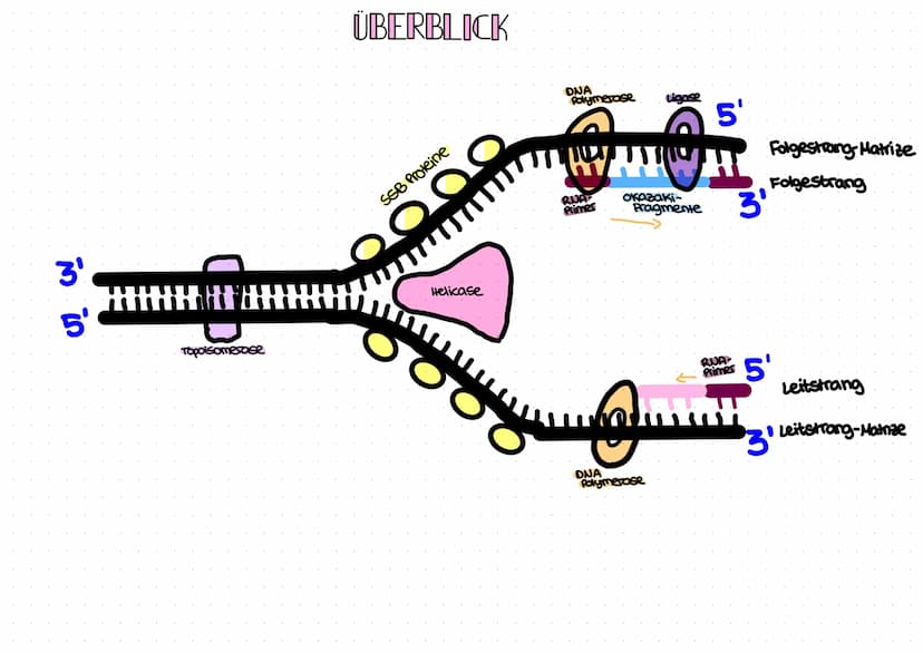OMA Replikation
INITIATION
ELONGATION
Mi
binden außen an die aufge-
trennten Einselstrange, um diese
zu stabilisieren
SSB-Proteine
wi>
Leits
