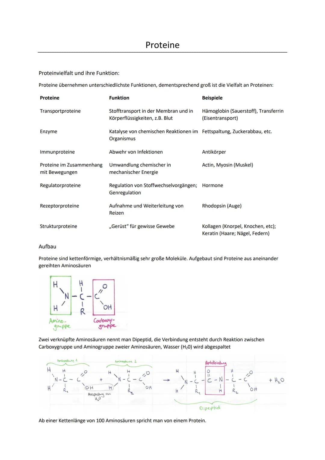 PROTEINE
Biologie Oberstufe Proteinvielfalt und ihre Funktion:
Proteine übernehmen unterschiedlichste Funktionen, dementsprechend groß ist d