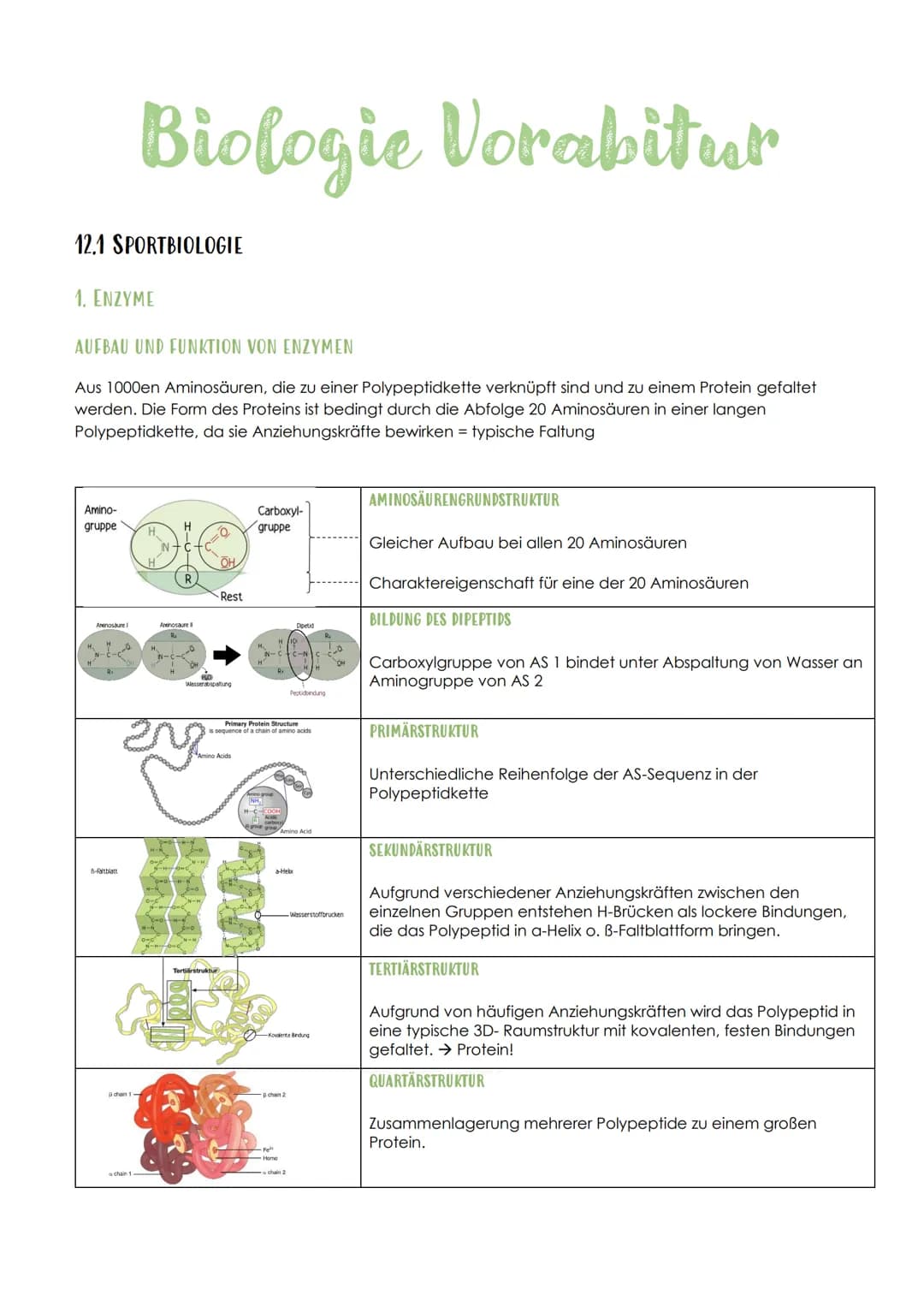 12.1 SPORTBIOLOGIE
1. ENZYME
Biologie Vorabitur
AUFBAU UND FUNKTION VON ENZYMEN
Aus 1000en Aminosäuren, die zu einer Polypeptidkette verknüp