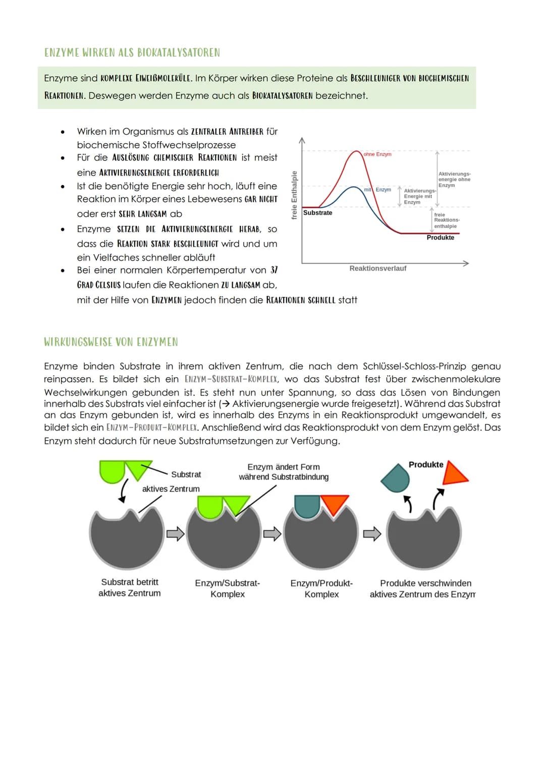 12.1 SPORTBIOLOGIE
1. ENZYME
Biologie Vorabitur
AUFBAU UND FUNKTION VON ENZYMEN
Aus 1000en Aminosäuren, die zu einer Polypeptidkette verknüp