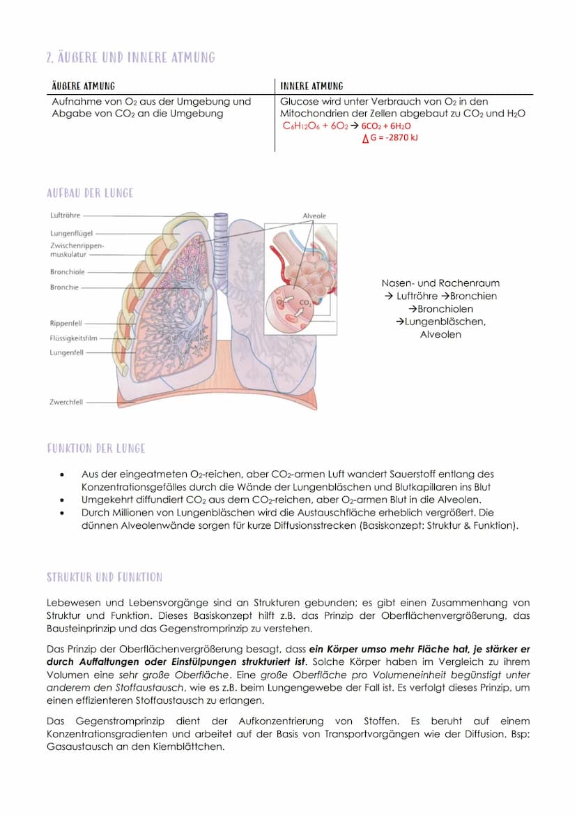 12.1 SPORTBIOLOGIE
1. ENZYME
Biologie Vorabitur
AUFBAU UND FUNKTION VON ENZYMEN
Aus 1000en Aminosäuren, die zu einer Polypeptidkette verknüp