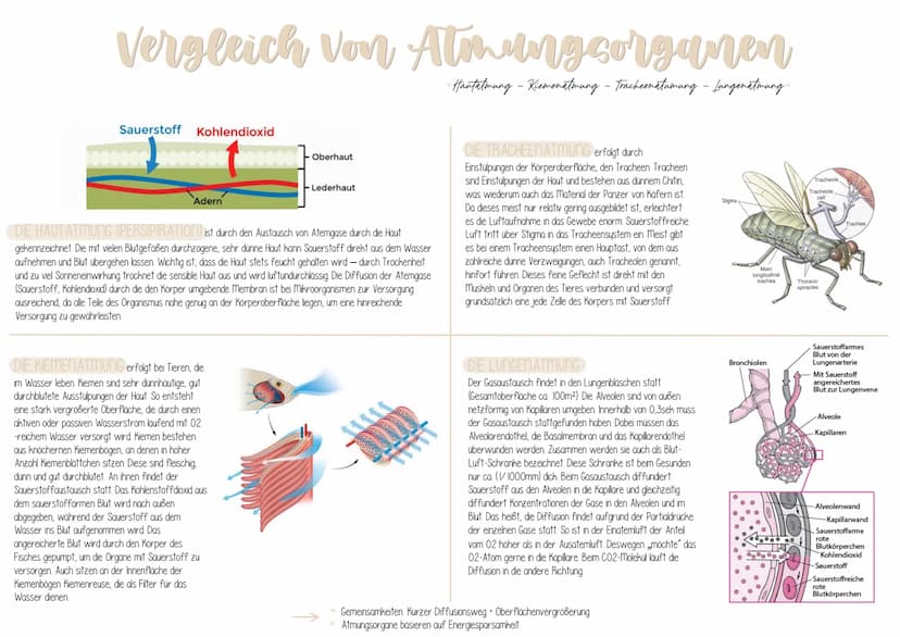 12.1 SPORTBIOLOGIE
1. ENZYME
Biologie Vorabitur
AUFBAU UND FUNKTION VON ENZYMEN
Aus 1000en Aminosäuren, die zu einer Polypeptidkette verknüp
