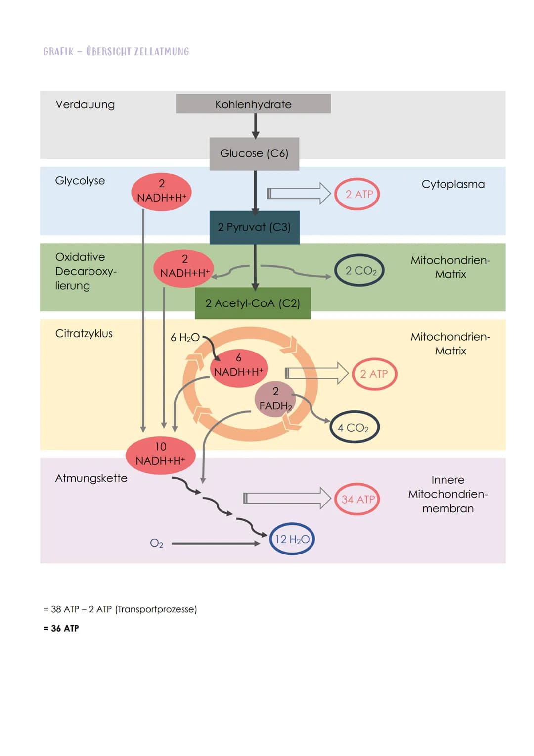 12.1 SPORTBIOLOGIE
1. ENZYME
Biologie Vorabitur
AUFBAU UND FUNKTION VON ENZYMEN
Aus 1000en Aminosäuren, die zu einer Polypeptidkette verknüp