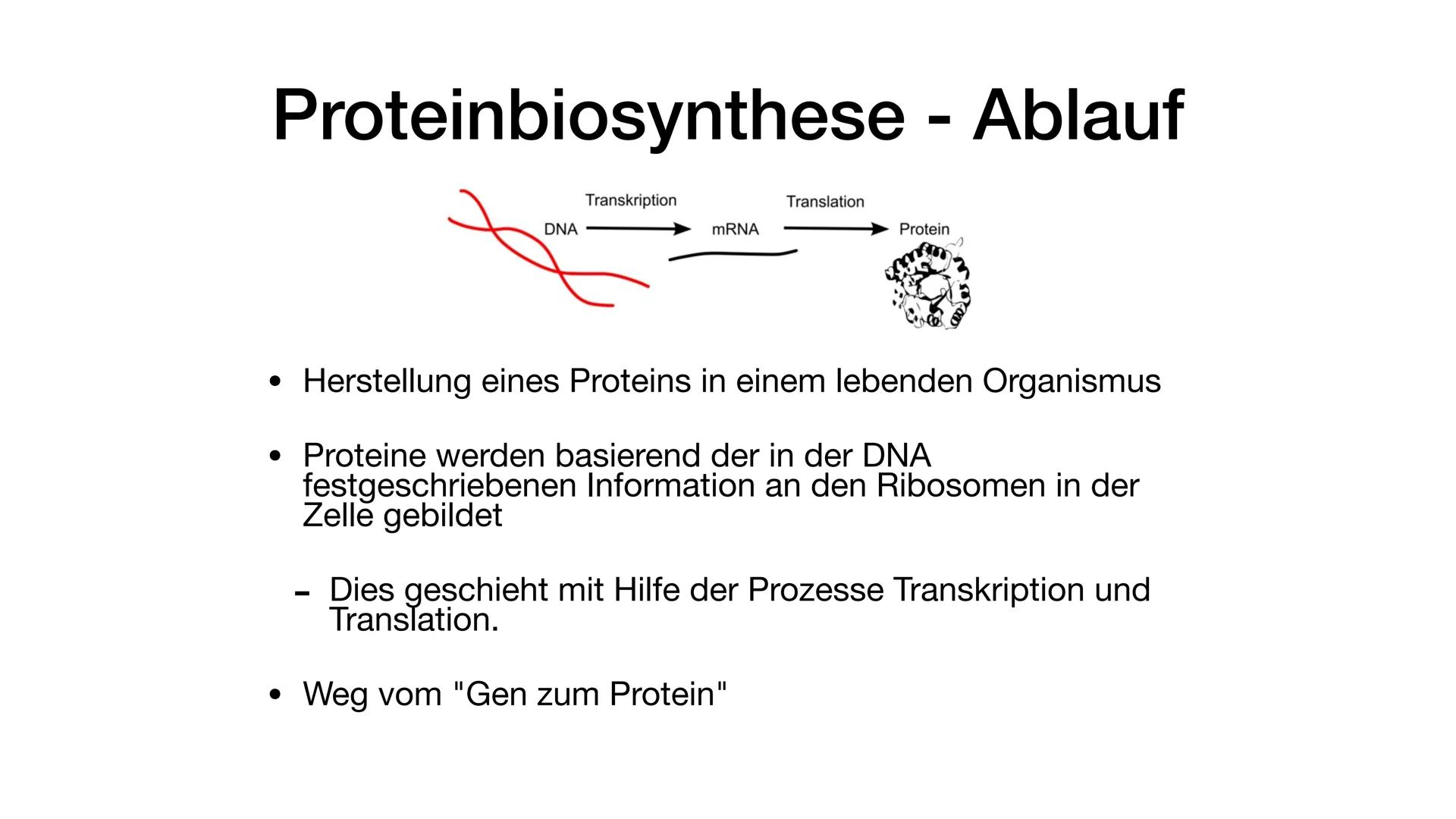 # Proteinbiosynthese - Ablauf

Transkription

Translation

DNA
mRNA
Protein

• Herstellung eines Proteins in einem lebenden Organismus

• Pr