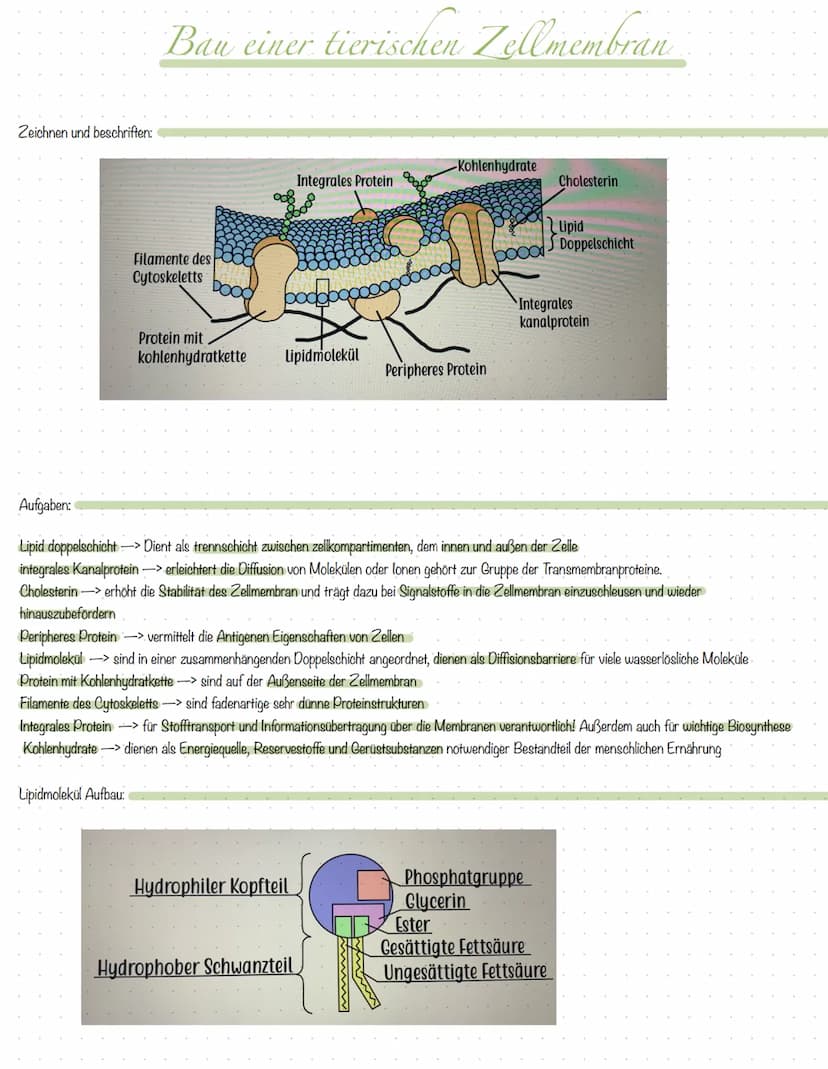 Inhali
S.2 Aufbau Tier- und Pflanzenzelle
S.3 Zellorganellen tierische & pflanzliche Zelle
S.4 Vergleich tierische & pflanzliche Zelle
S.5 K