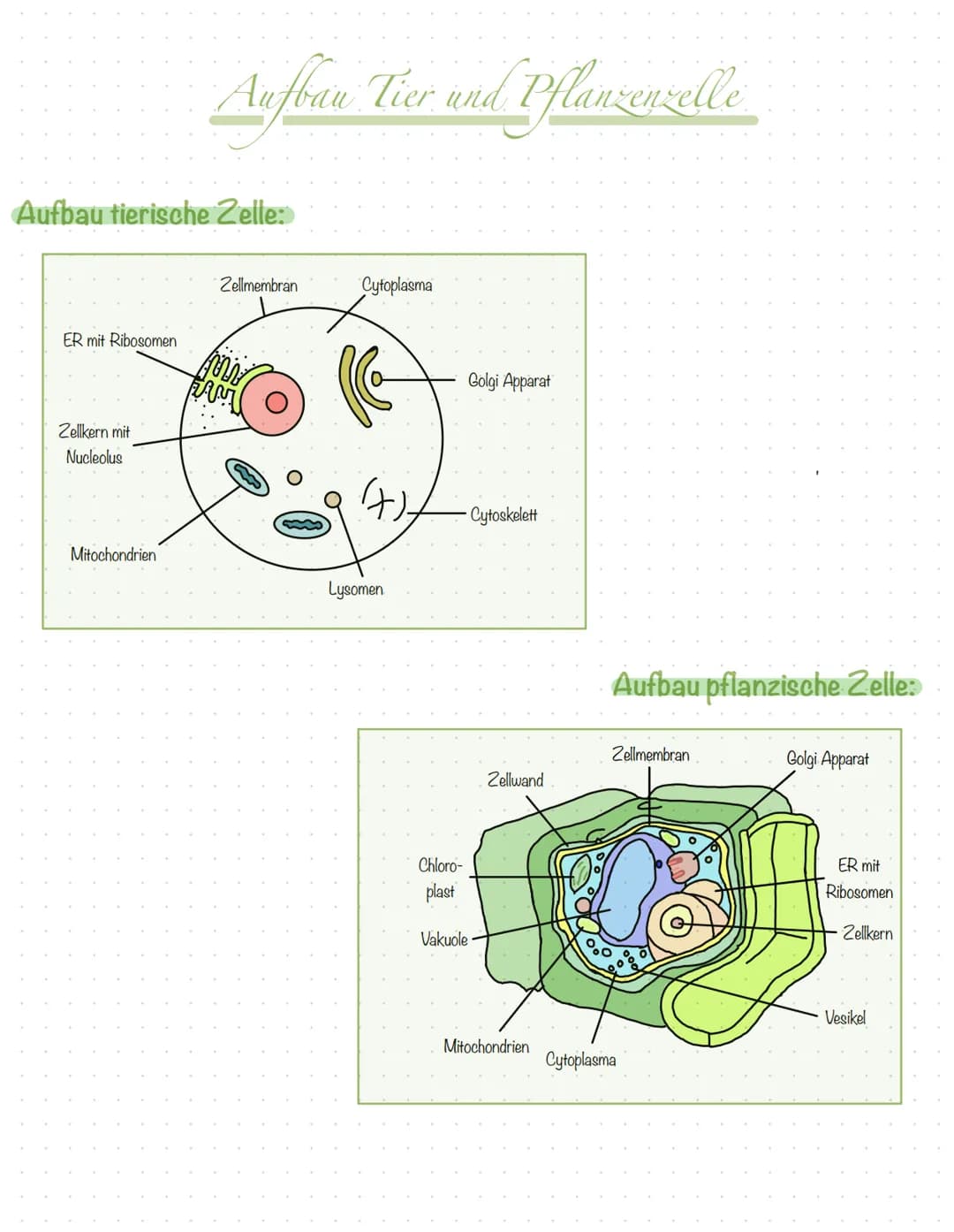 Inhali
S.2 Aufbau Tier- und Pflanzenzelle
S.3 Zellorganellen tierische & pflanzliche Zelle
S.4 Vergleich tierische & pflanzliche Zelle
S.5 K