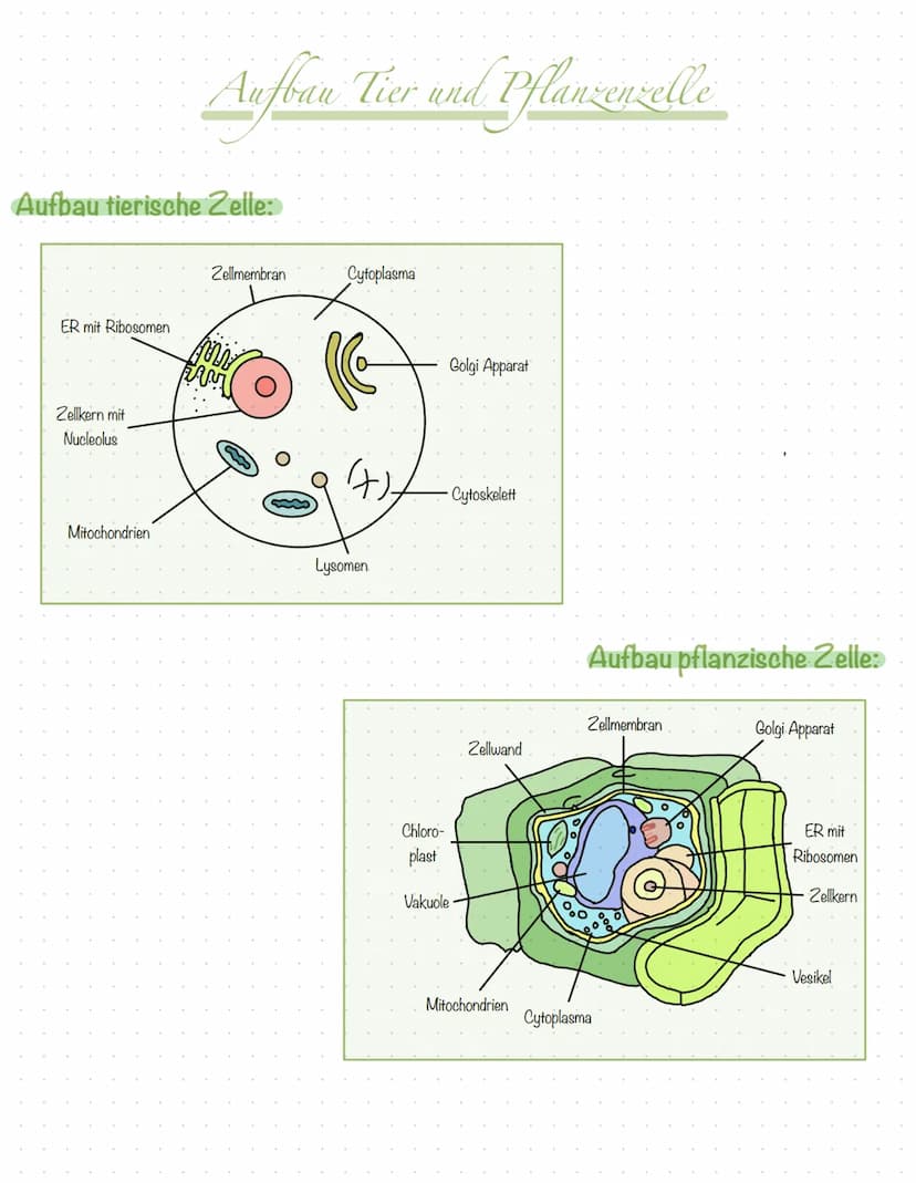 Inhali
S.2 Aufbau Tier- und Pflanzenzelle
S.3 Zellorganellen tierische & pflanzliche Zelle
S.4 Vergleich tierische & pflanzliche Zelle
S.5 K