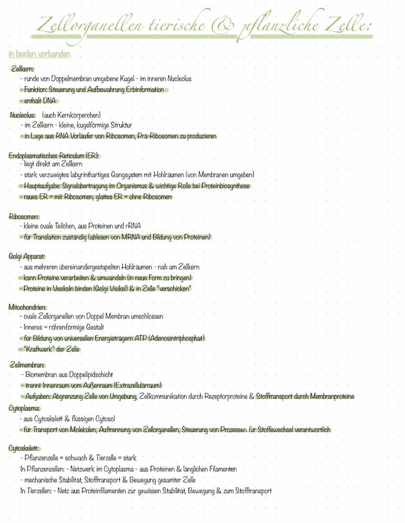 Inhali
S.2 Aufbau Tier- und Pflanzenzelle
S.3 Zellorganellen tierische & pflanzliche Zelle
S.4 Vergleich tierische & pflanzliche Zelle
S.5 K