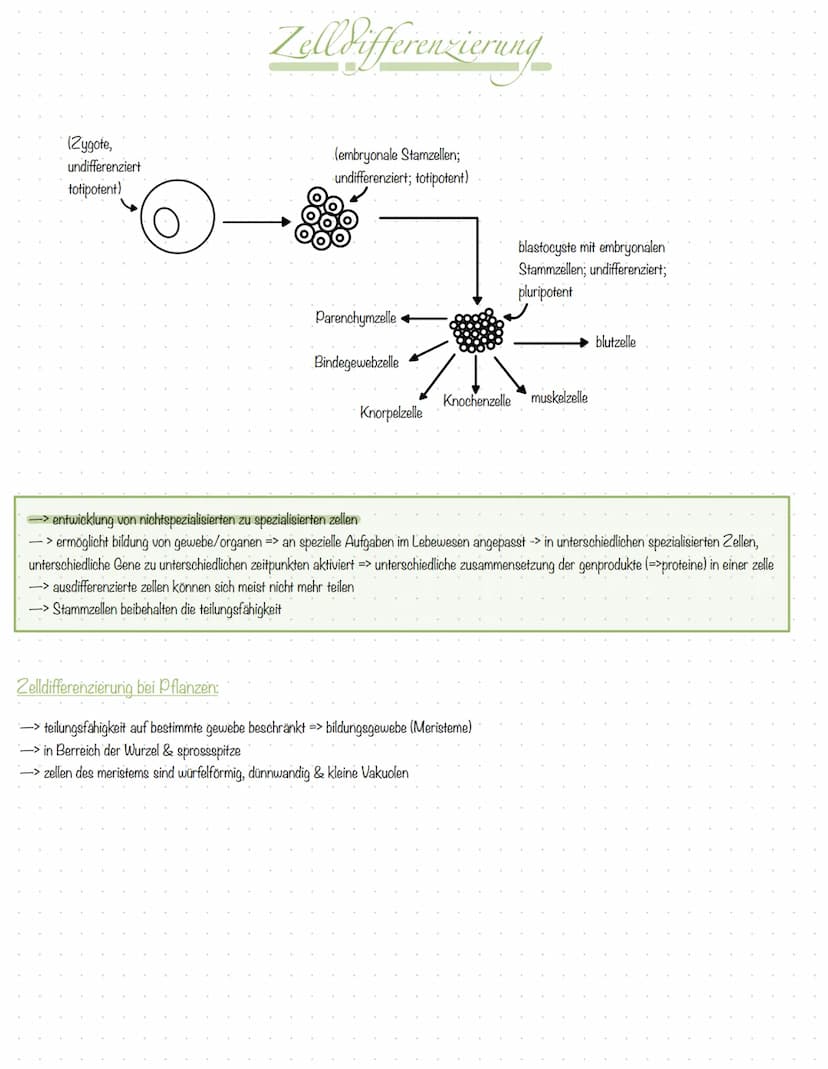 Inhali
S.2 Aufbau Tier- und Pflanzenzelle
S.3 Zellorganellen tierische & pflanzliche Zelle
S.4 Vergleich tierische & pflanzliche Zelle
S.5 K