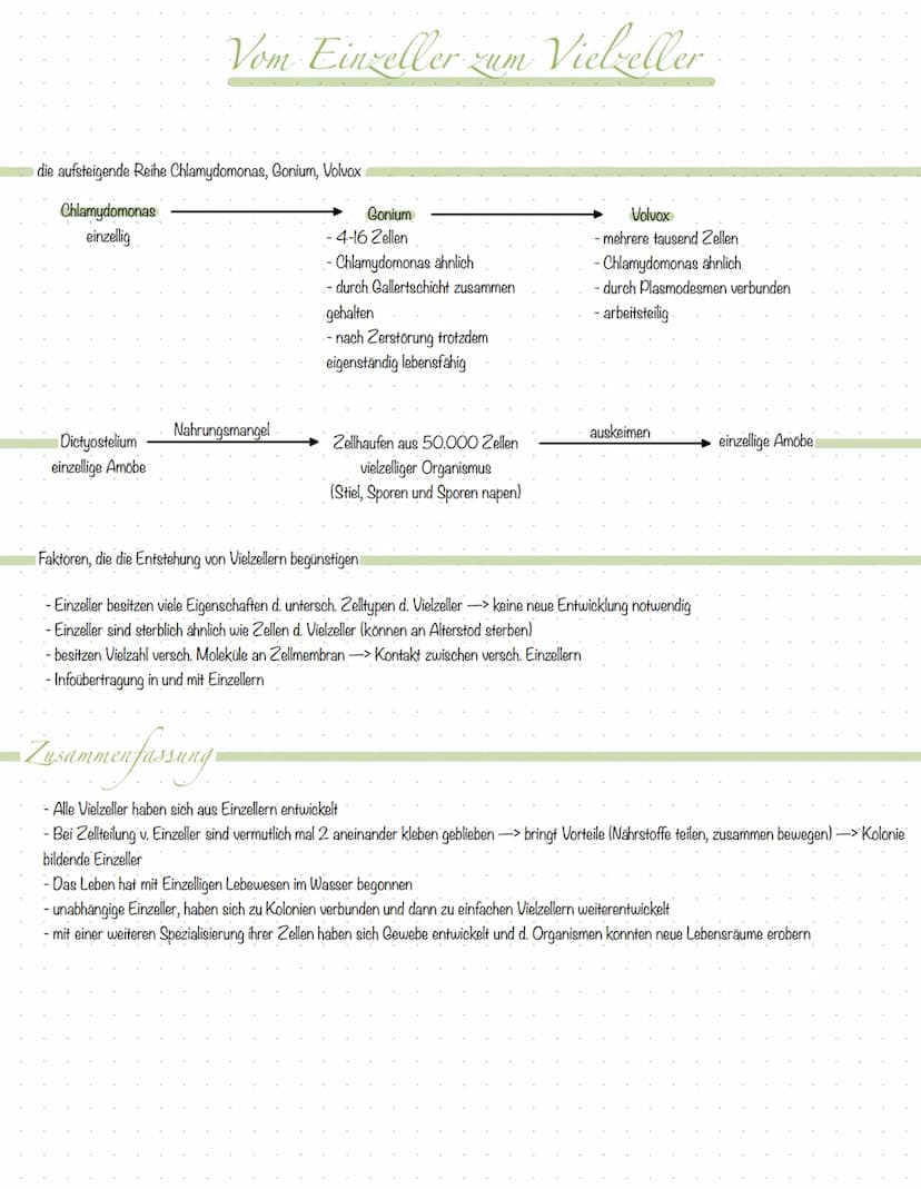 Inhali
S.2 Aufbau Tier- und Pflanzenzelle
S.3 Zellorganellen tierische & pflanzliche Zelle
S.4 Vergleich tierische & pflanzliche Zelle
S.5 K