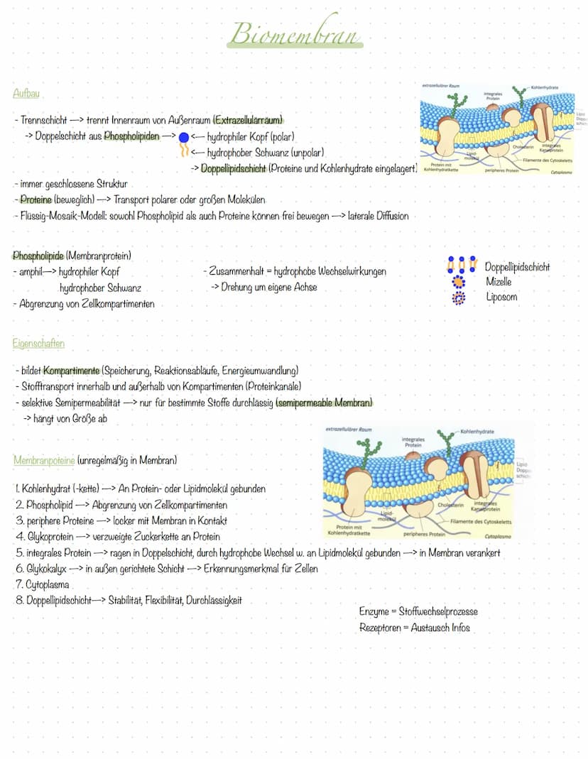 Inhali
S.2 Aufbau Tier- und Pflanzenzelle
S.3 Zellorganellen tierische & pflanzliche Zelle
S.4 Vergleich tierische & pflanzliche Zelle
S.5 K