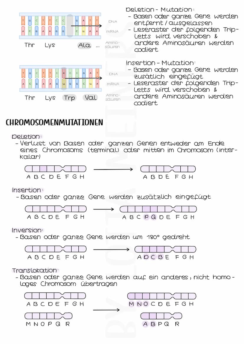 URSACHEN
- zufällige Fehler in der DNA-Replikation
- Einfluss von Mutagenen:
GENMUTATIONEN
BA
· physikalische Mutagene, z. B. Strahlung (UV,
