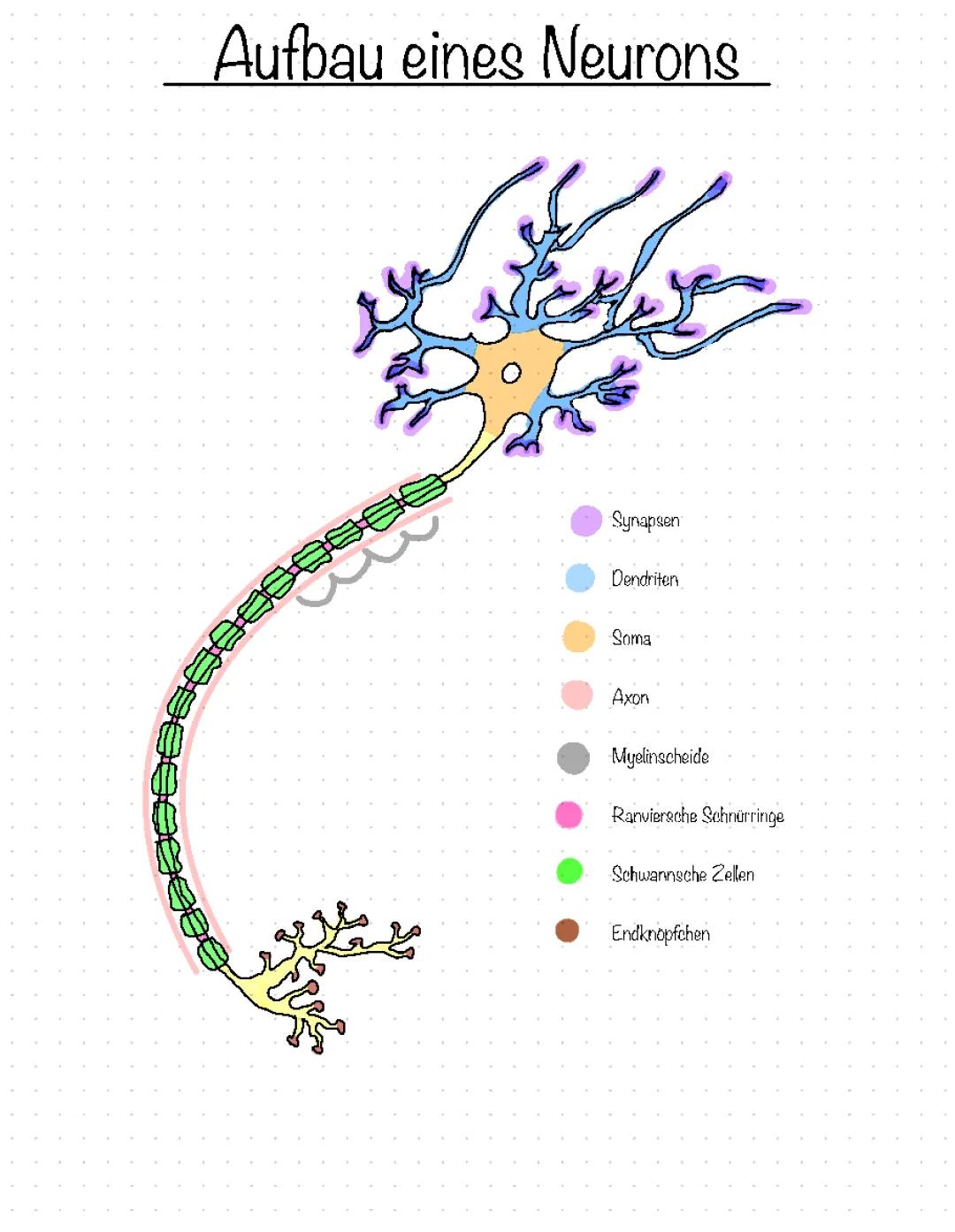 Aufbau eines Neurons