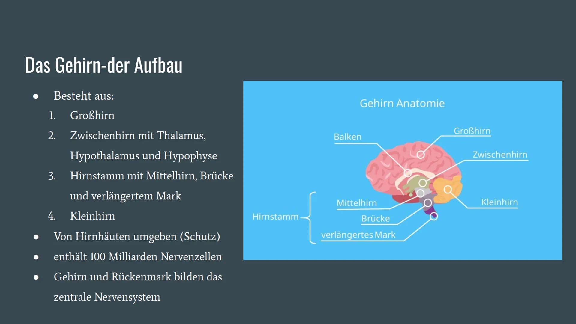 Alzheimer
Präsentation von Dennisa Dobrila
Grundkurs Biologie Gliederung
1. Alzheimer Forschung Initiative e.V.
2. Was ist Alzheimer?
3.
Ges