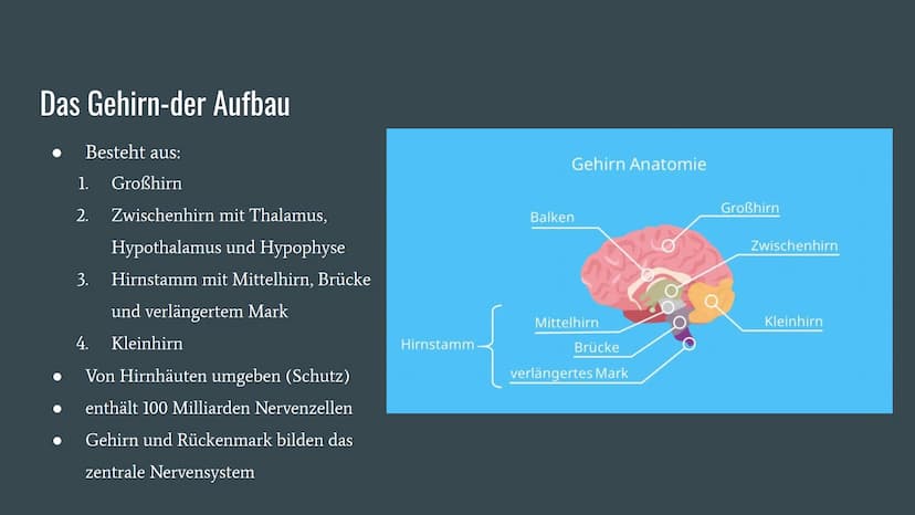Alzheimer
Präsentation von Dennisa Dobrila
Grundkurs Biologie Gliederung
1. Alzheimer Forschung Initiative e.V.
2. Was ist Alzheimer?
3.
Ges