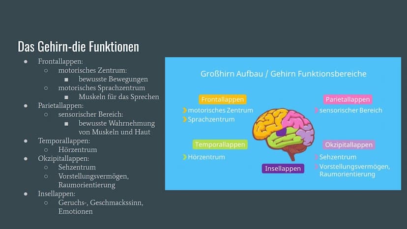 Alzheimer
Präsentation von Dennisa Dobrila
Grundkurs Biologie Gliederung
1. Alzheimer Forschung Initiative e.V.
2. Was ist Alzheimer?
3.
Ges