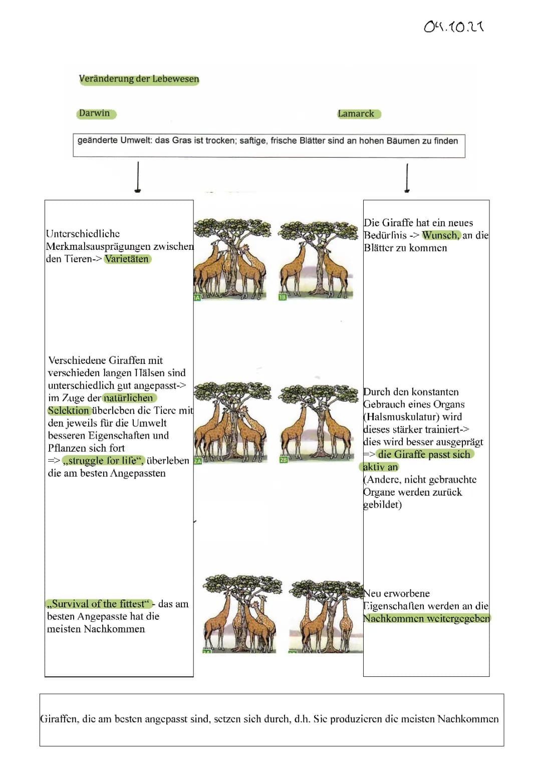 Evolution Zusammenfassung 