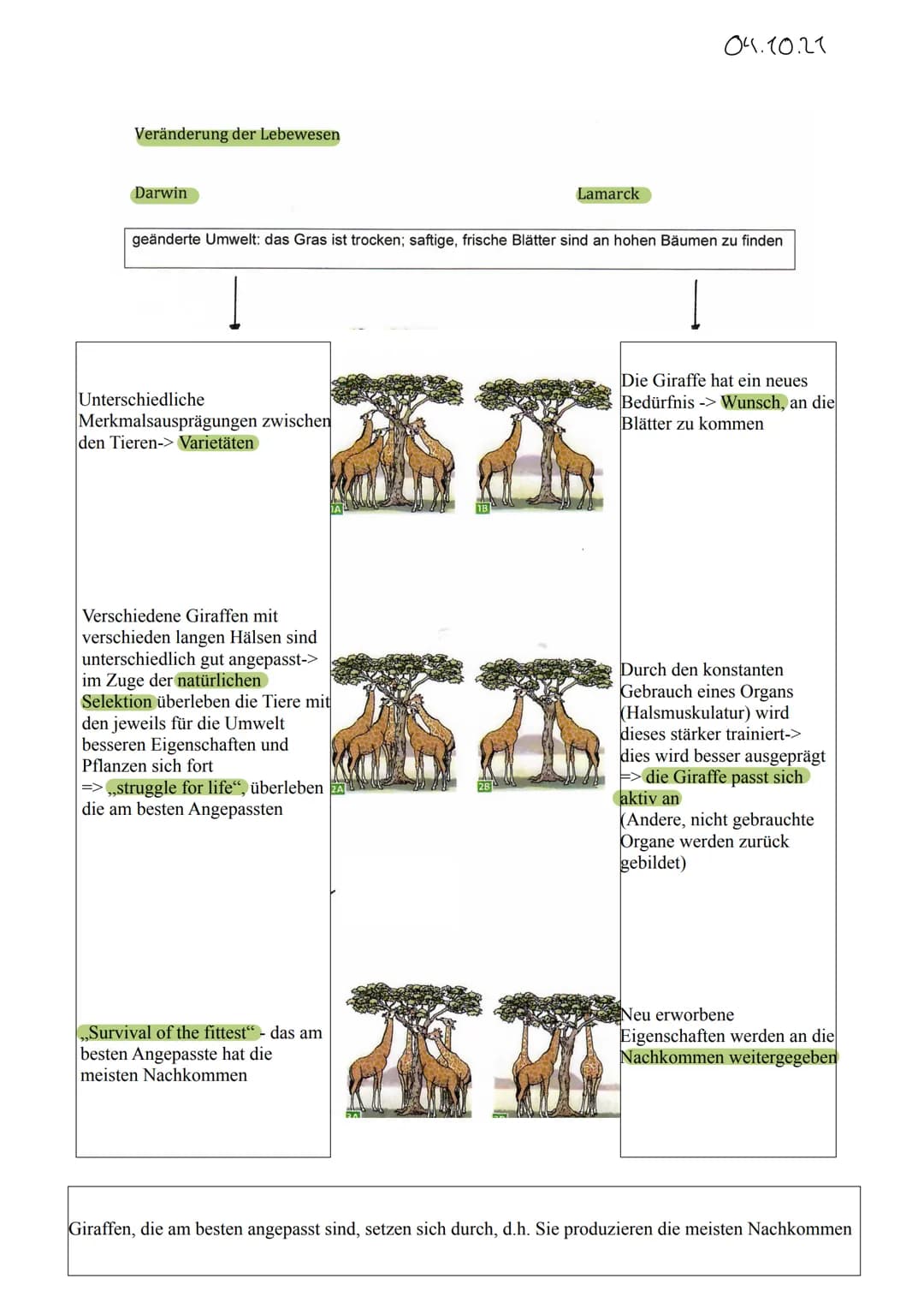 Veränderung der Lebewesen
Darwin
Unterschiedliche
Merkmalsausprägungen zwischen
den Tieren-> Varietäten
geänderte Umwelt: das Gras ist trock