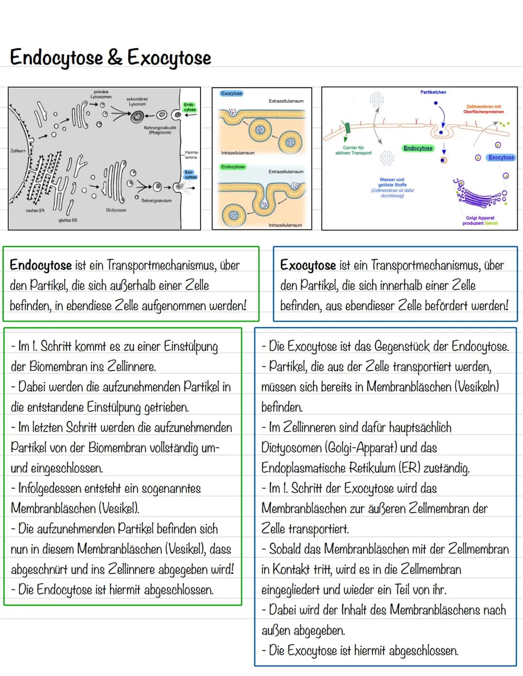 Endocytose & Exocytose
primäre
Lysosomen
40
rauhes ER
glattes ER
Dictyosom
sekundäres
Lysosom
Nahrungsvakuole
(Phagosom)
Sekretgranulum
Endo