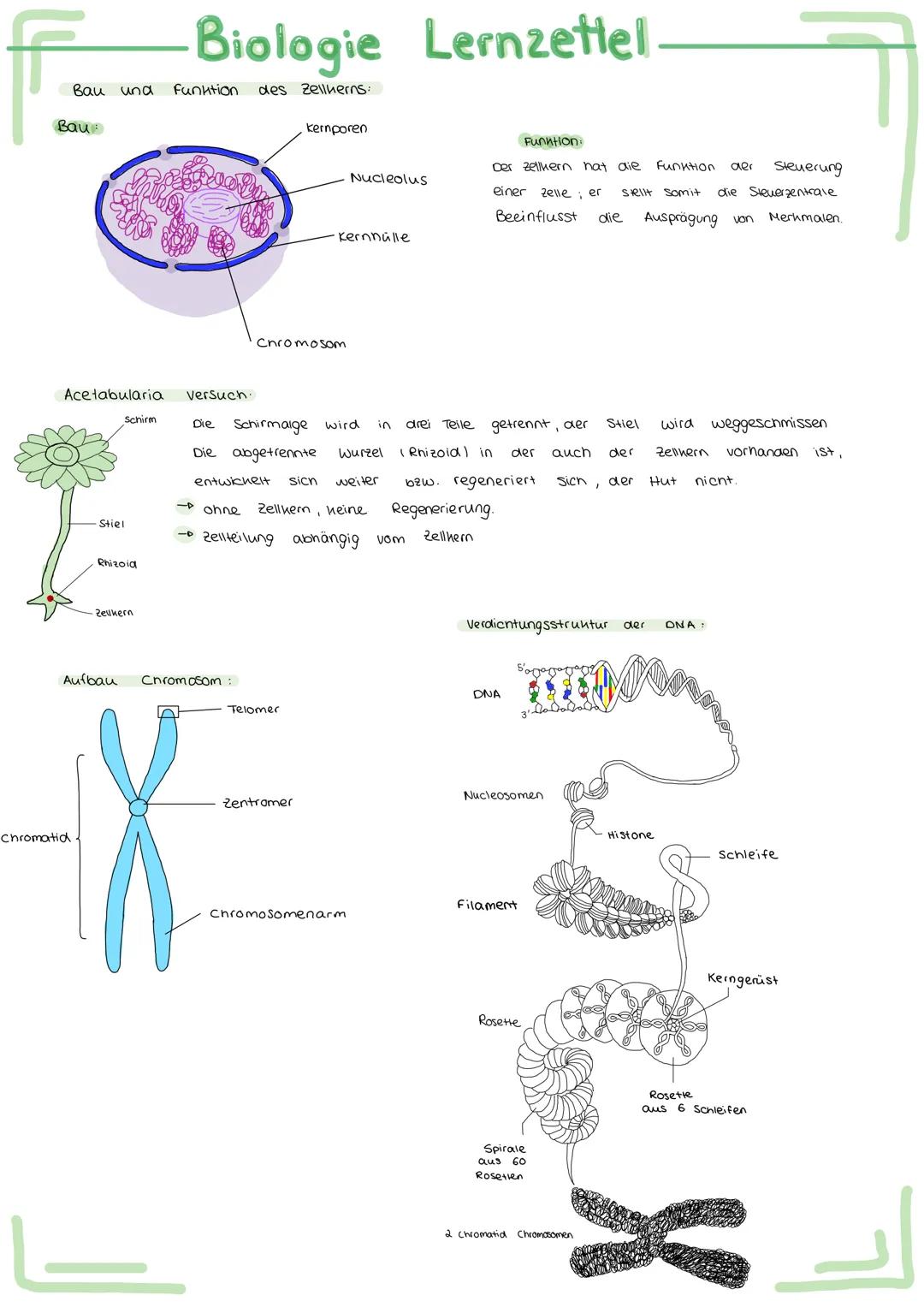 Bau und
Bau
Acetabularia
Chromatid
Schirm
Stiel
Rhizoid
Aufbau
ellwer
Biologie Lernzettel.
Funktion des Zellherns:
ـا
versuch.
-
entwickelt
