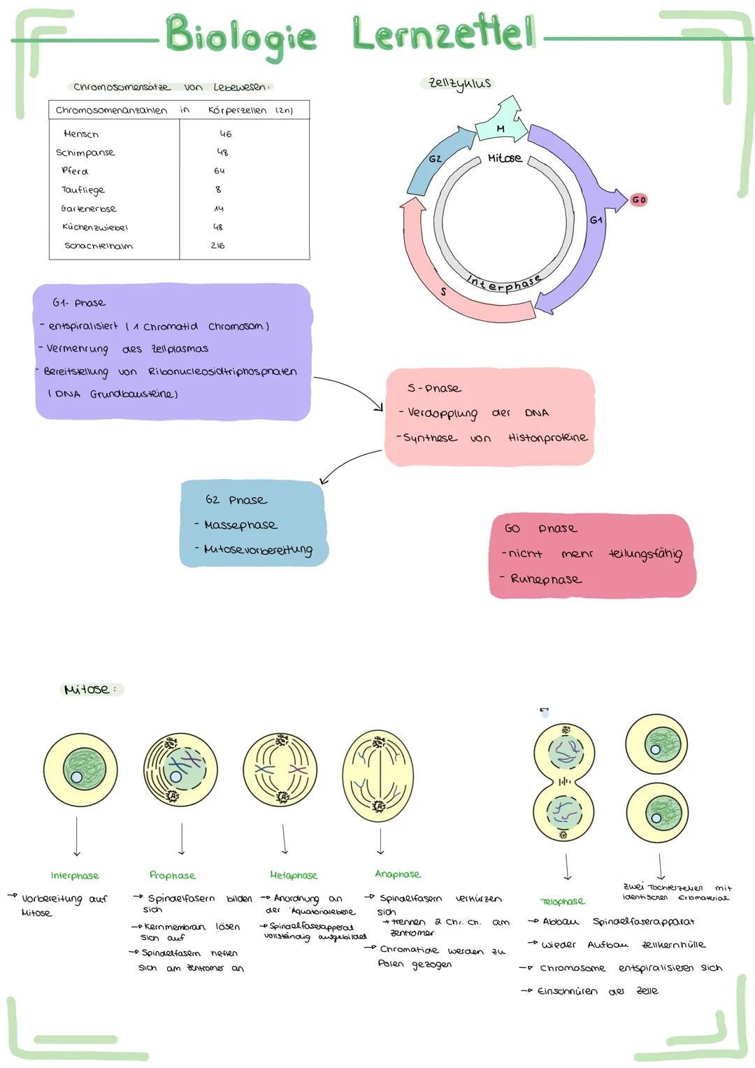 Bau und
Bau
Acetabularia
Chromatid
Schirm
Stiel
Rhizoid
Aufbau
ellwer
Biologie Lernzettel.
Funktion des Zellherns:
ـا
versuch.
-
entwickelt
