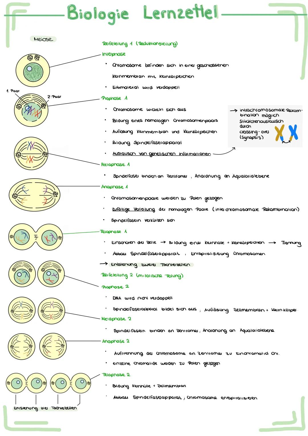 Bau und
Bau
Acetabularia
Chromatid
Schirm
Stiel
Rhizoid
Aufbau
ellwer
Biologie Lernzettel.
Funktion des Zellherns:
ـا
versuch.
-
entwickelt
