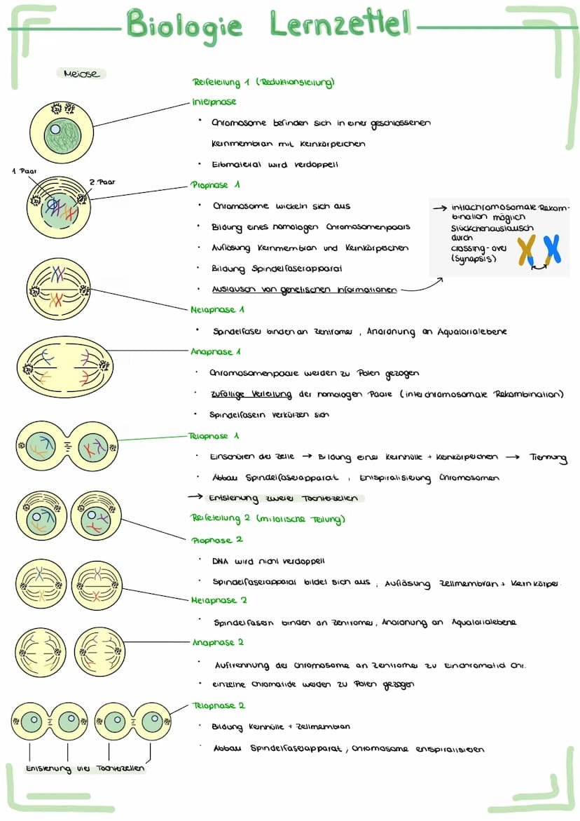 Bau und
Bau
Acetabularia
Chromatid
Schirm
Stiel
Rhizoid
Aufbau
ellwer
Biologie Lernzettel.
Funktion des Zellherns:
ـا
versuch.
-
entwickelt
