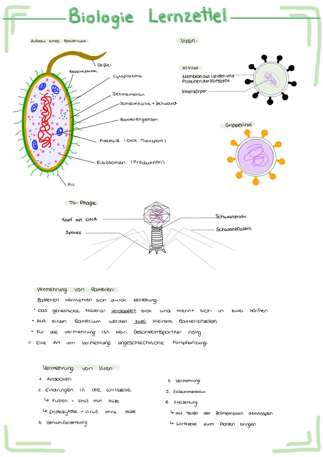 Bau und
Bau
Acetabularia
Chromatid
Schirm
Stiel
Rhizoid
Aufbau
ellwer
Biologie Lernzettel.
Funktion des Zellherns:
ـا
versuch.
-
entwickelt
