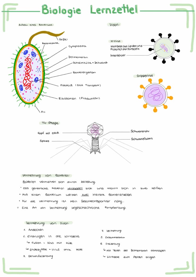 Bau und
Bau
Acetabularia
Chromatid
Schirm
Stiel
Rhizoid
Aufbau
ellwer
Biologie Lernzettel.
Funktion des Zellherns:
ـا
versuch.
-
entwickelt
