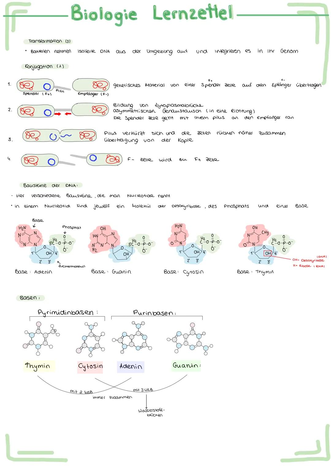 Bau und
Bau
Acetabularia
Chromatid
Schirm
Stiel
Rhizoid
Aufbau
ellwer
Biologie Lernzettel.
Funktion des Zellherns:
ـا
versuch.
-
entwickelt
