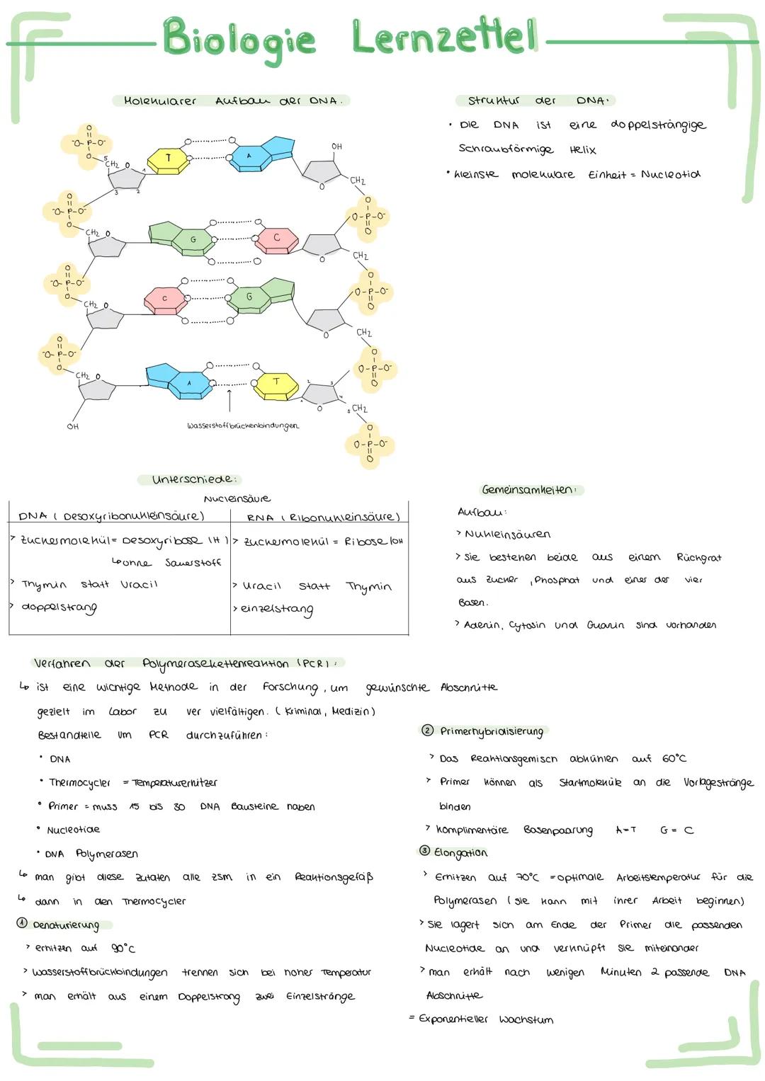 Bau und
Bau
Acetabularia
Chromatid
Schirm
Stiel
Rhizoid
Aufbau
ellwer
Biologie Lernzettel.
Funktion des Zellherns:
ـا
versuch.
-
entwickelt
