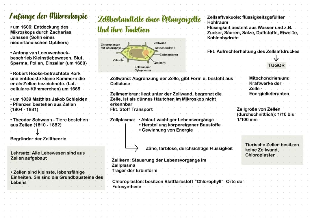 Zelltheorie einfach erklärt: Geschichte, Definition und Vergleich von tierischen und pflanzlichen Zellen
