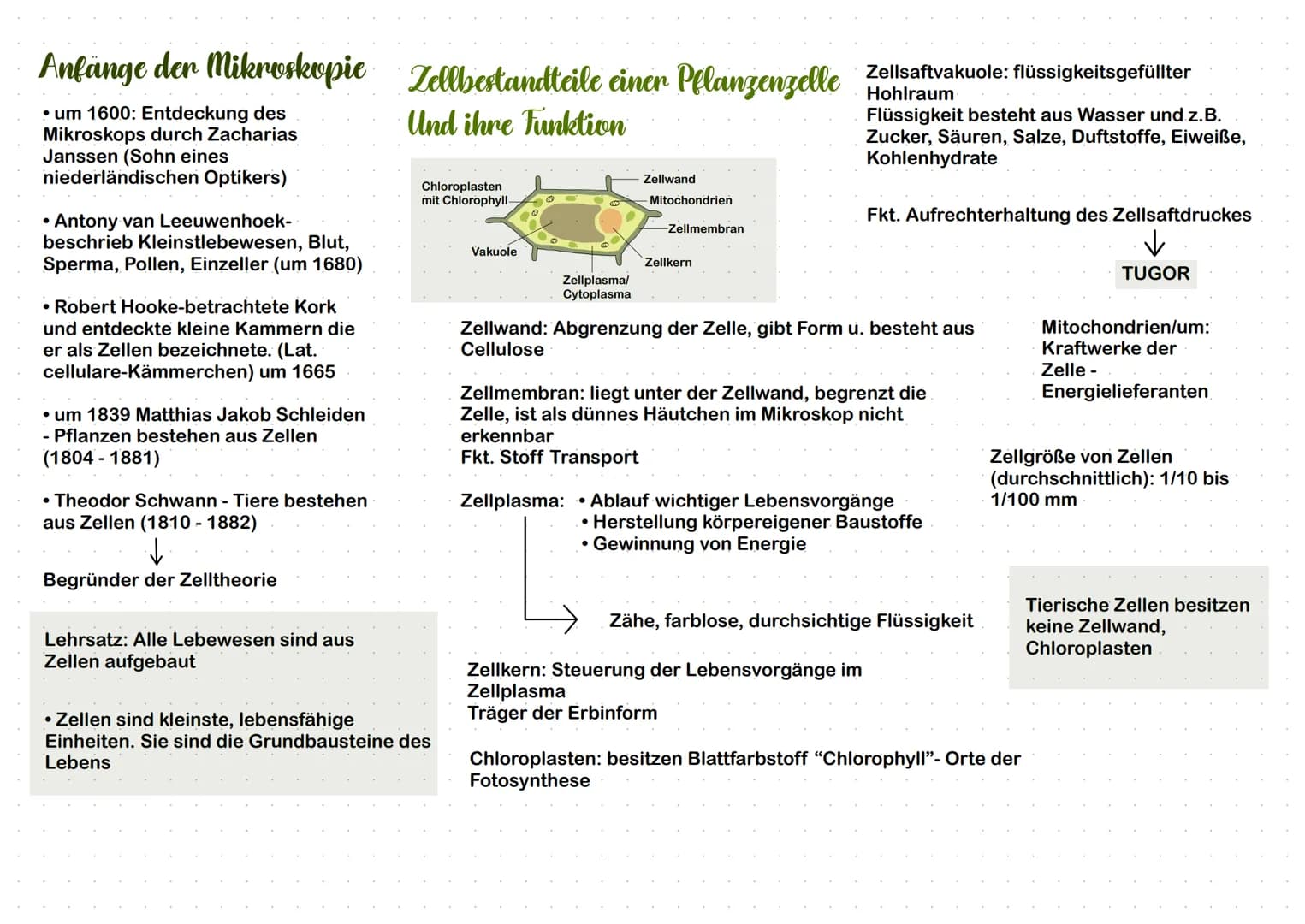 Anfänge den Mikroskopie Zellbestandteile einer Pelangengelle Zellsaftvakuole: flüssigkeitsgefüllter
Hohlraum
Und ihre Funktion
Flüssigkeit b