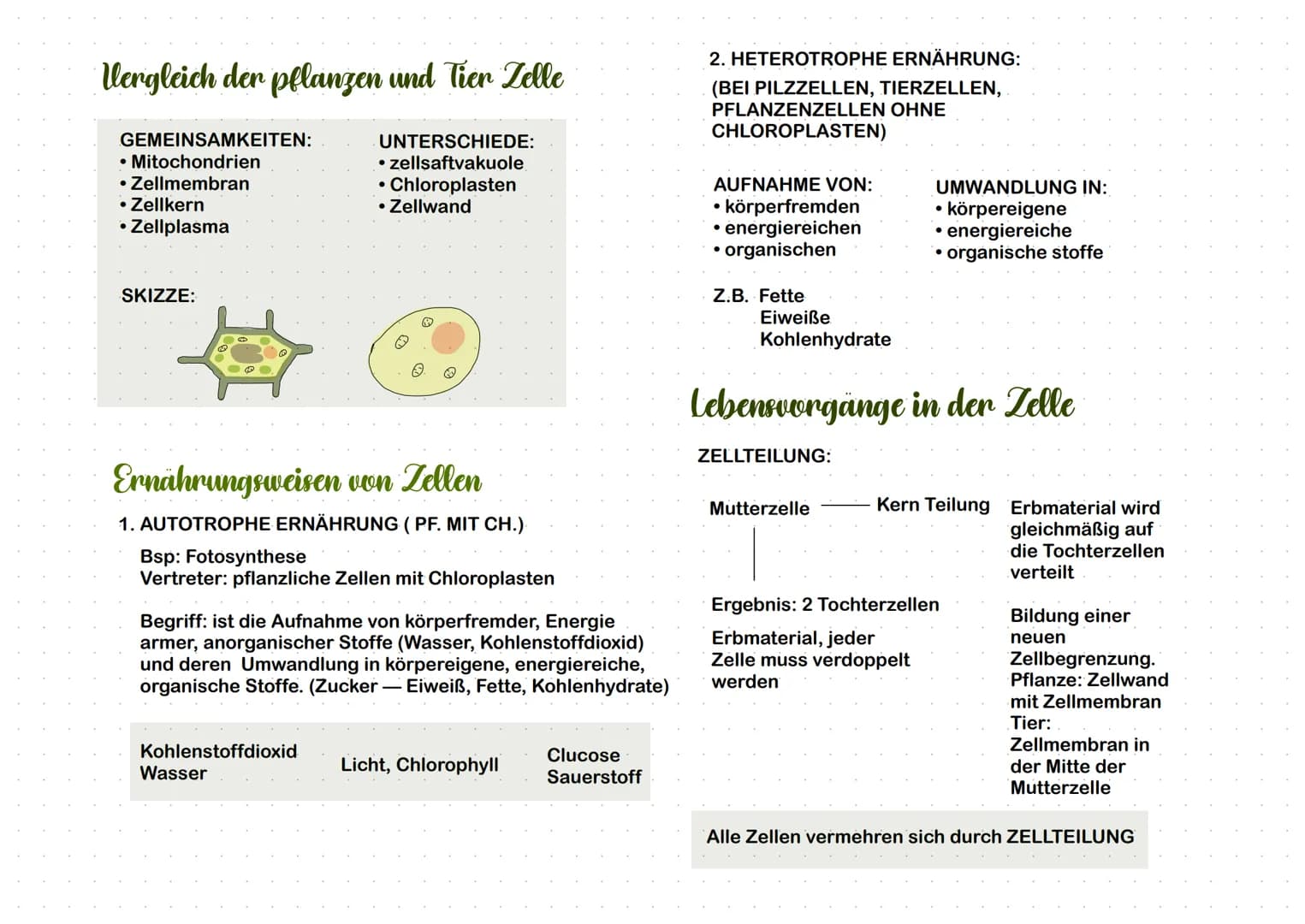 Anfänge den Mikroskopie Zellbestandteile einer Pelangengelle Zellsaftvakuole: flüssigkeitsgefüllter
Hohlraum
Und ihre Funktion
Flüssigkeit b