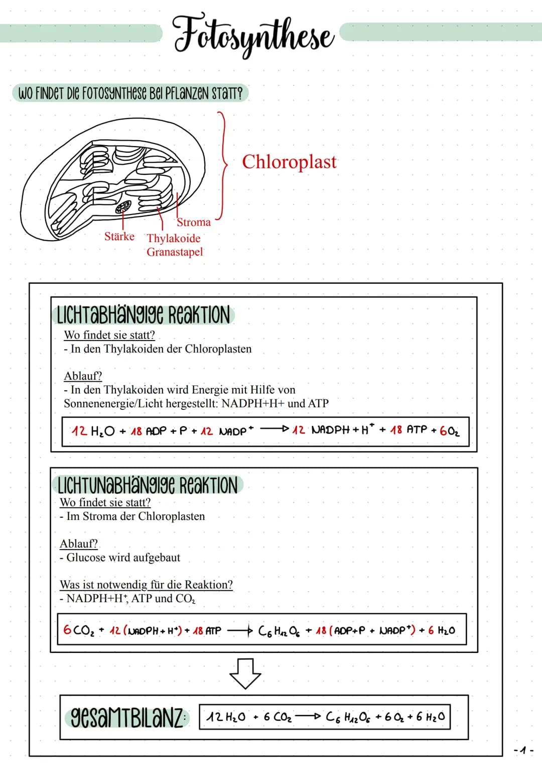 Fotosynthese
WO FINDET DIE FOTOSYNTHESE Bel PFLANZEN STATT?
Stroma
Stärke Thylakoide
Granastapel
LICHTABHaNgige ReaKTION
Wo findet sie statt